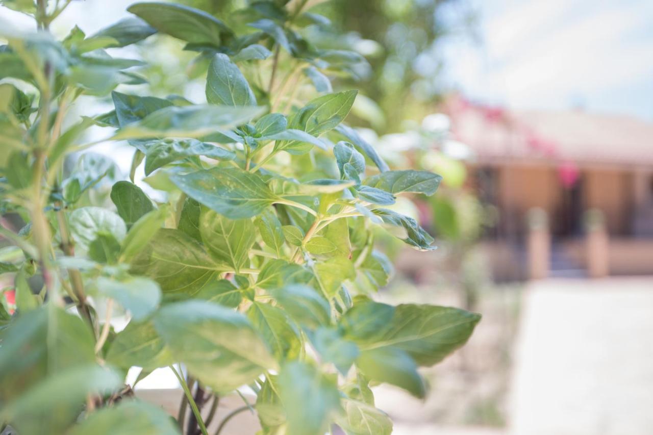 EvropouloiOlive Tree House别墅 外观 照片